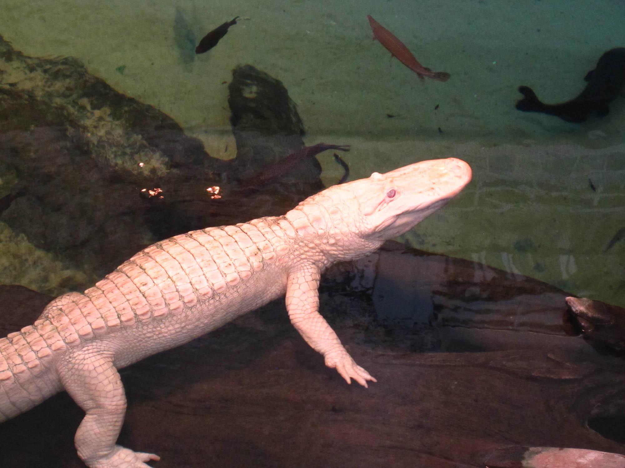 a white alligator is sitting in a tank of water