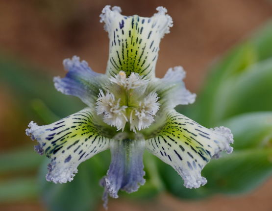 a close up of a purple flower with a green and white center