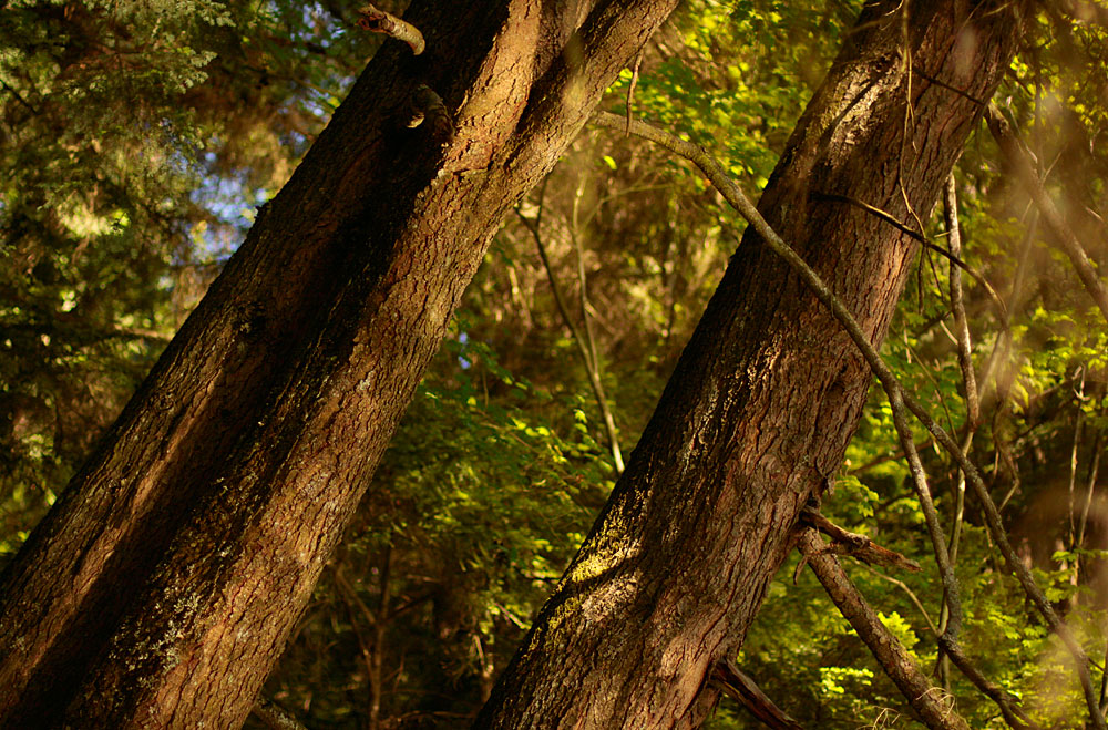 two trees standing next to each other in a forest