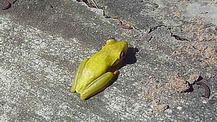 this is a frog crawling on concrete and looking at the camera