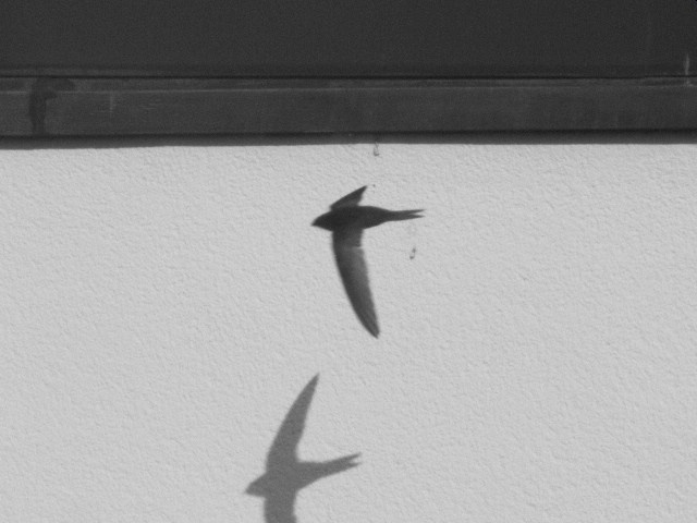 a bird flying on top of a white wall
