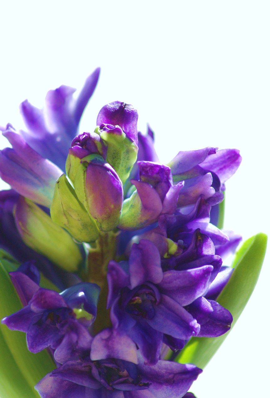 an assortment of purple and green flowers on a white background