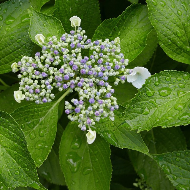 a green flower with purple blooms and white flowers