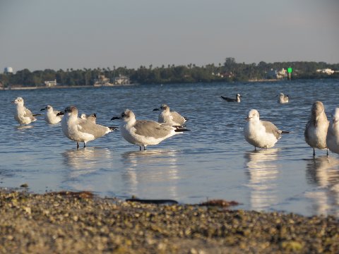 a group of birds standing around in the water