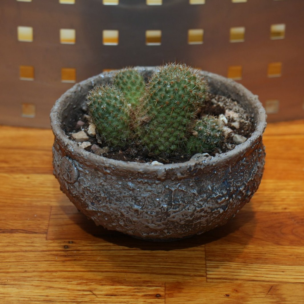 cactus plant in round pot on wooden table