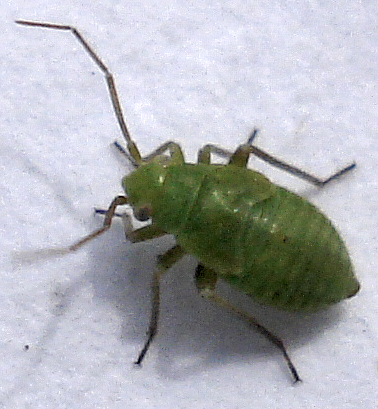 a green bug sitting on top of a bed