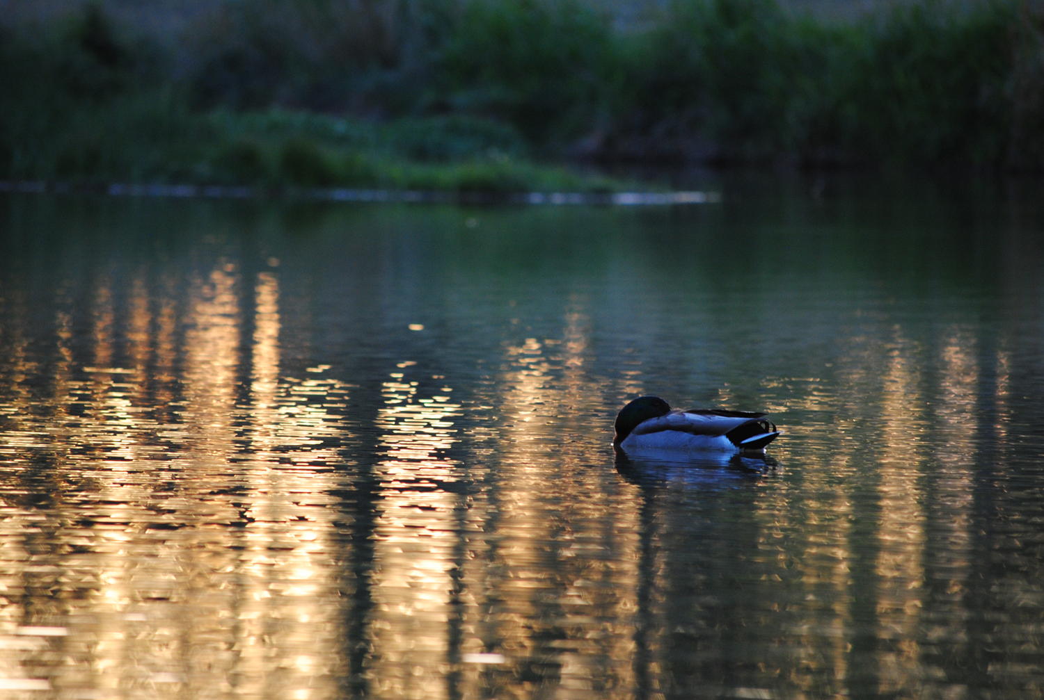 a duck floating on top of a lake in the sunset