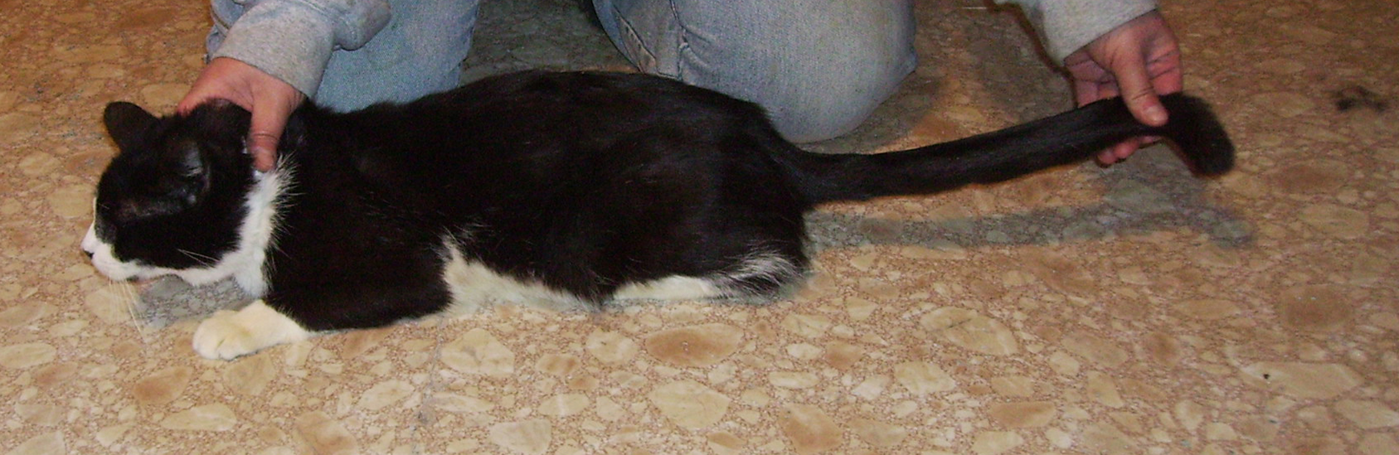 a cat sitting on a tile floor being held by a person