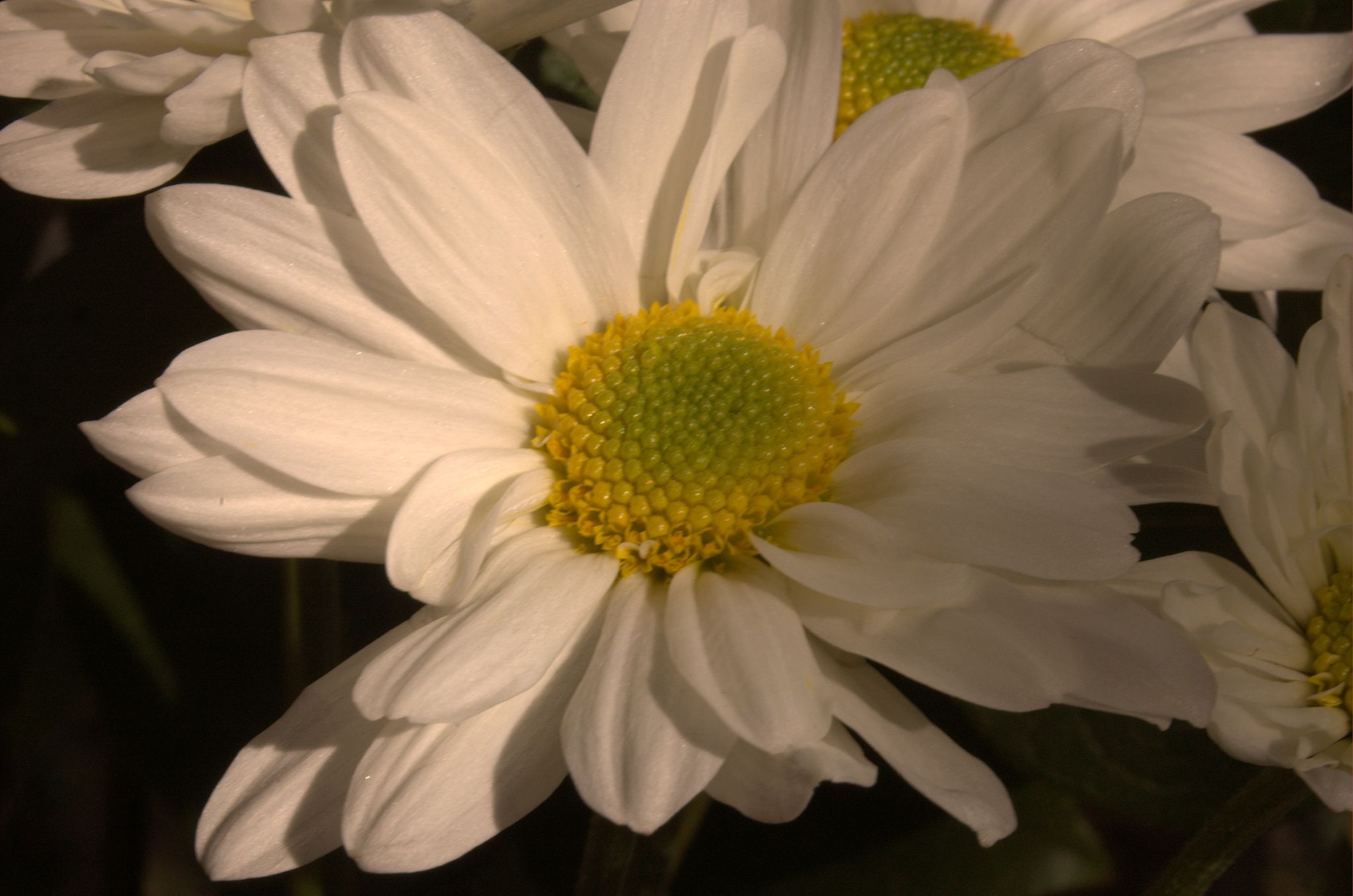 the flowers are bright white with a yellow center