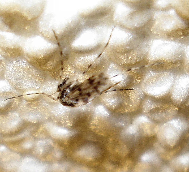 a bug is standing in a bowl in the sunlight