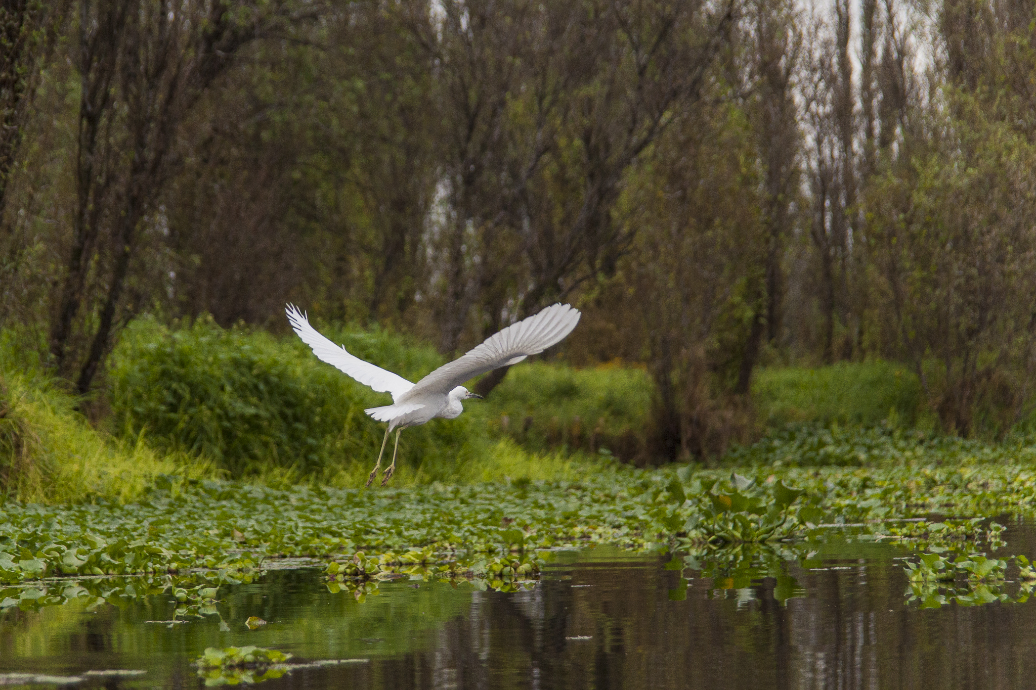 a large white bird flying over a body of water