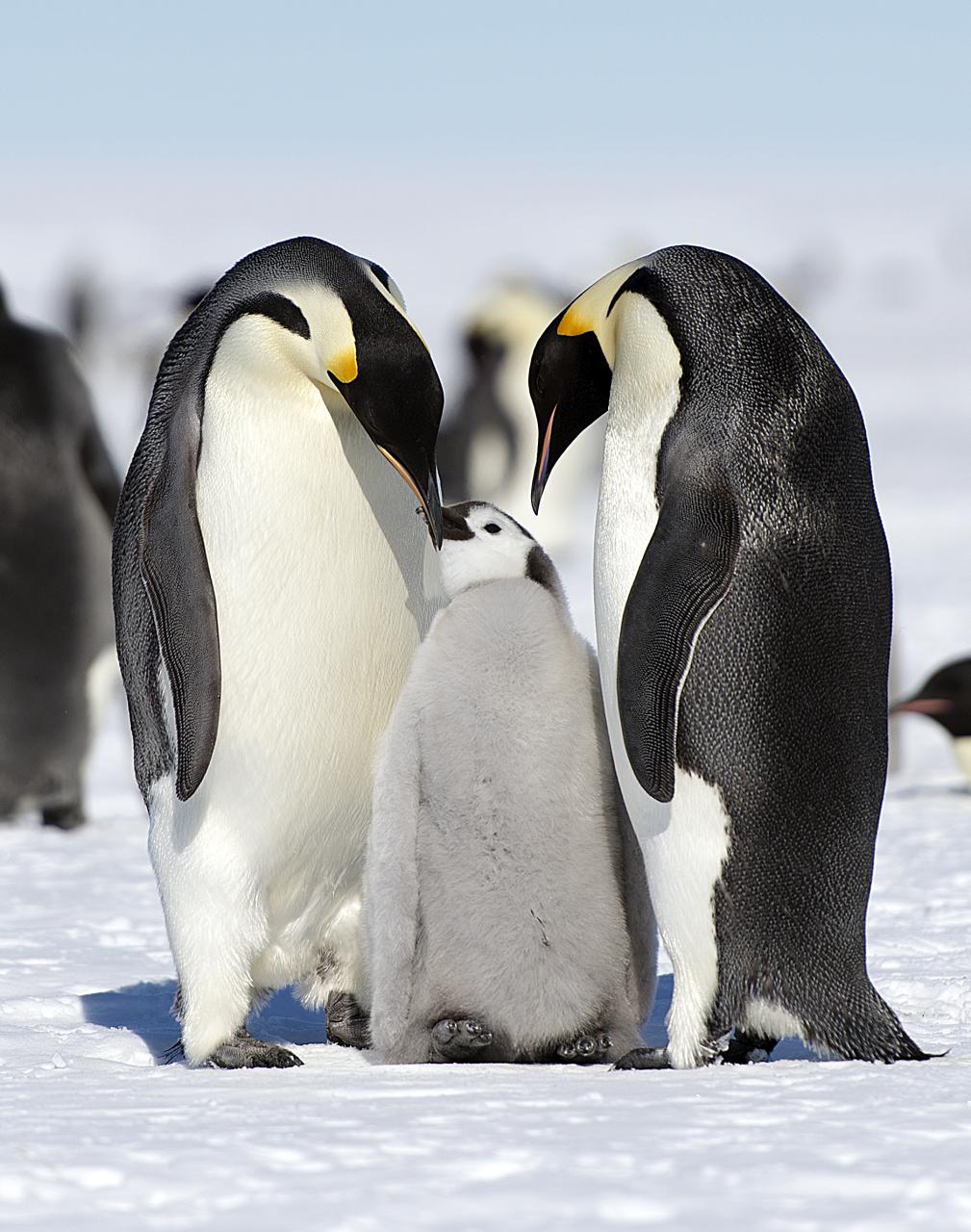 an adult penguin and two young penguins in a snow field