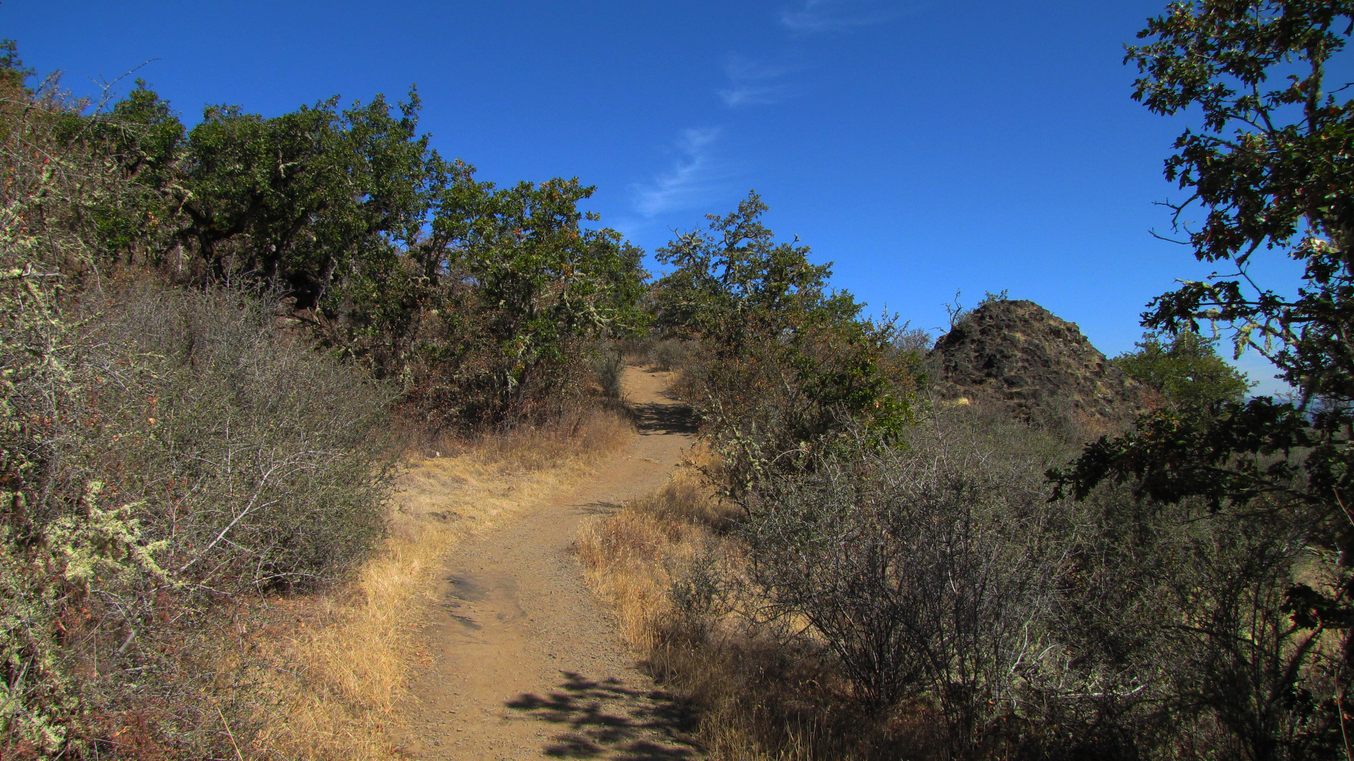 a dirt path with trees and plants all around