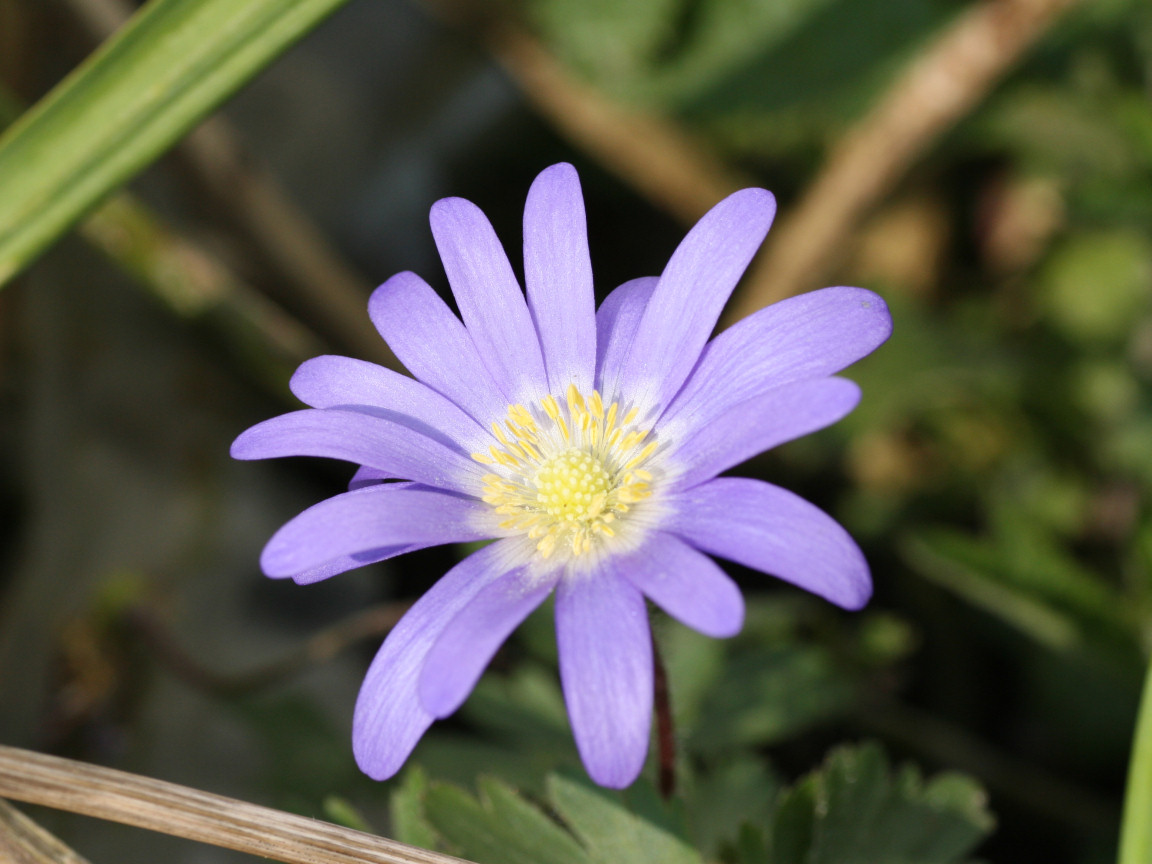 the purple flower is blooming out of some tall grass