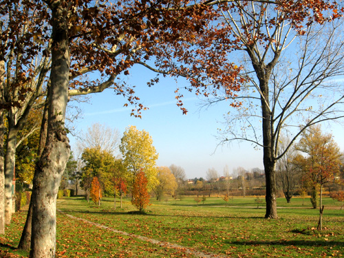 a green field that has some trees in it