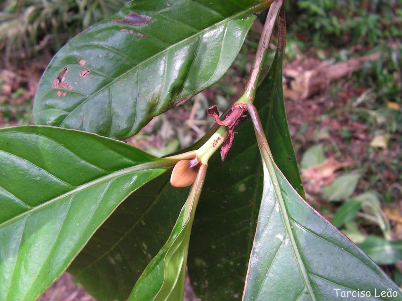 green leaves and some brown buds on a plant