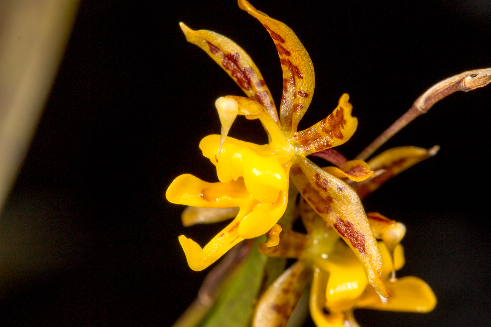 closeup of the beautiful flower with yellow and red petals