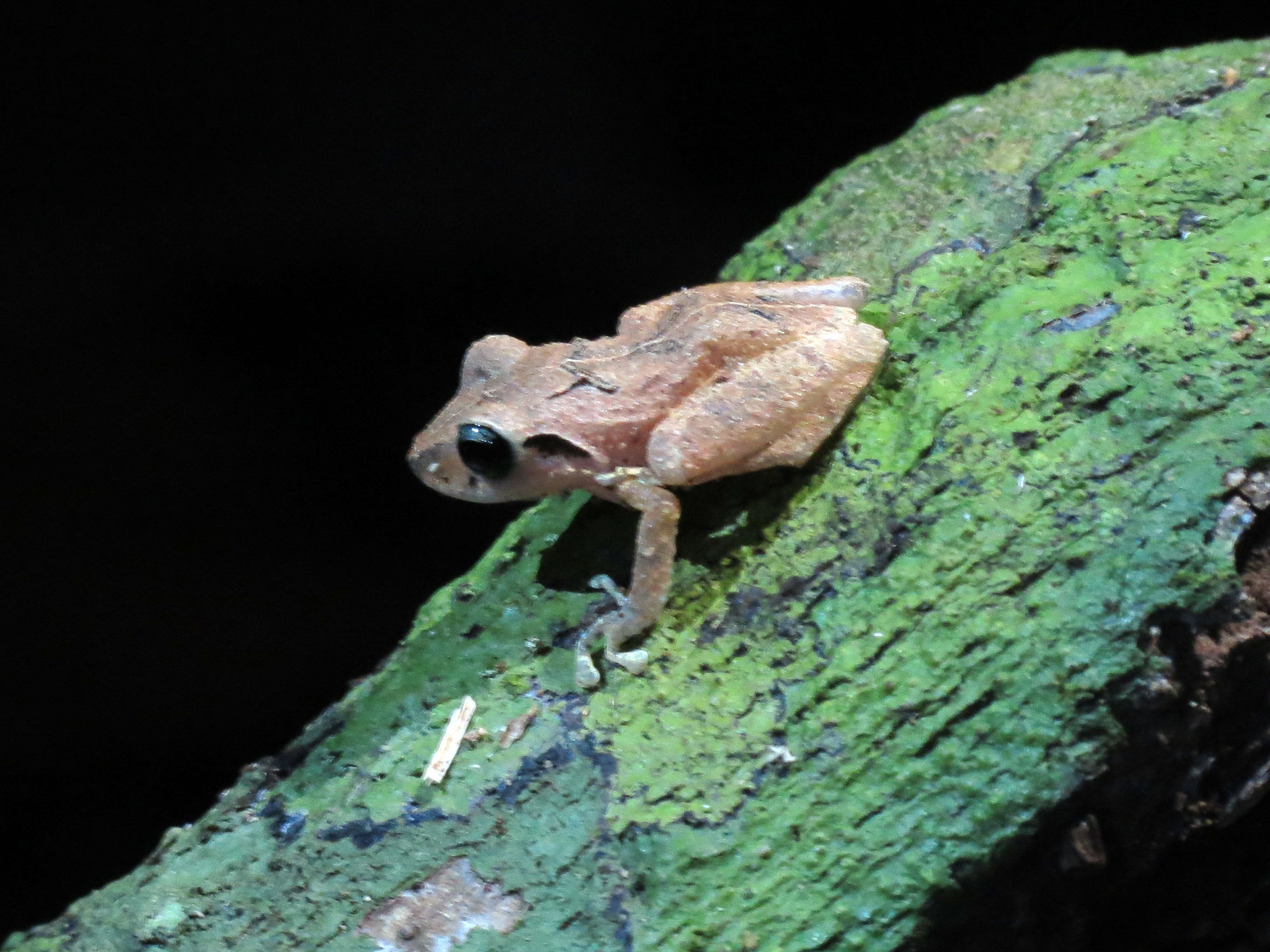 a frog sits on a mossy piece of wood
