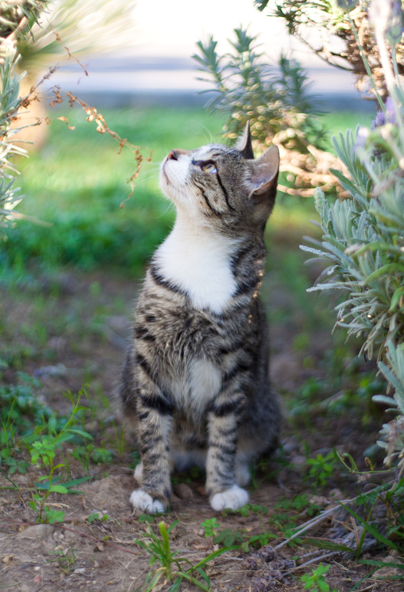 a cat looking up into the sky next to some plants