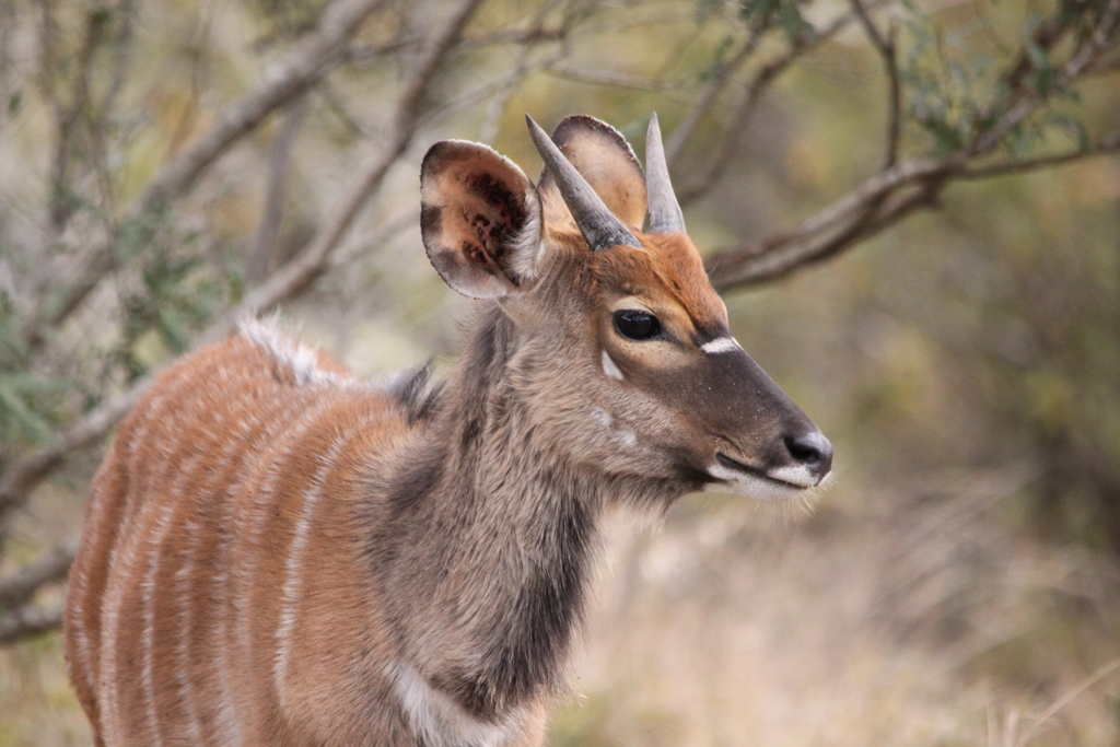 small antelope standing in open field near trees