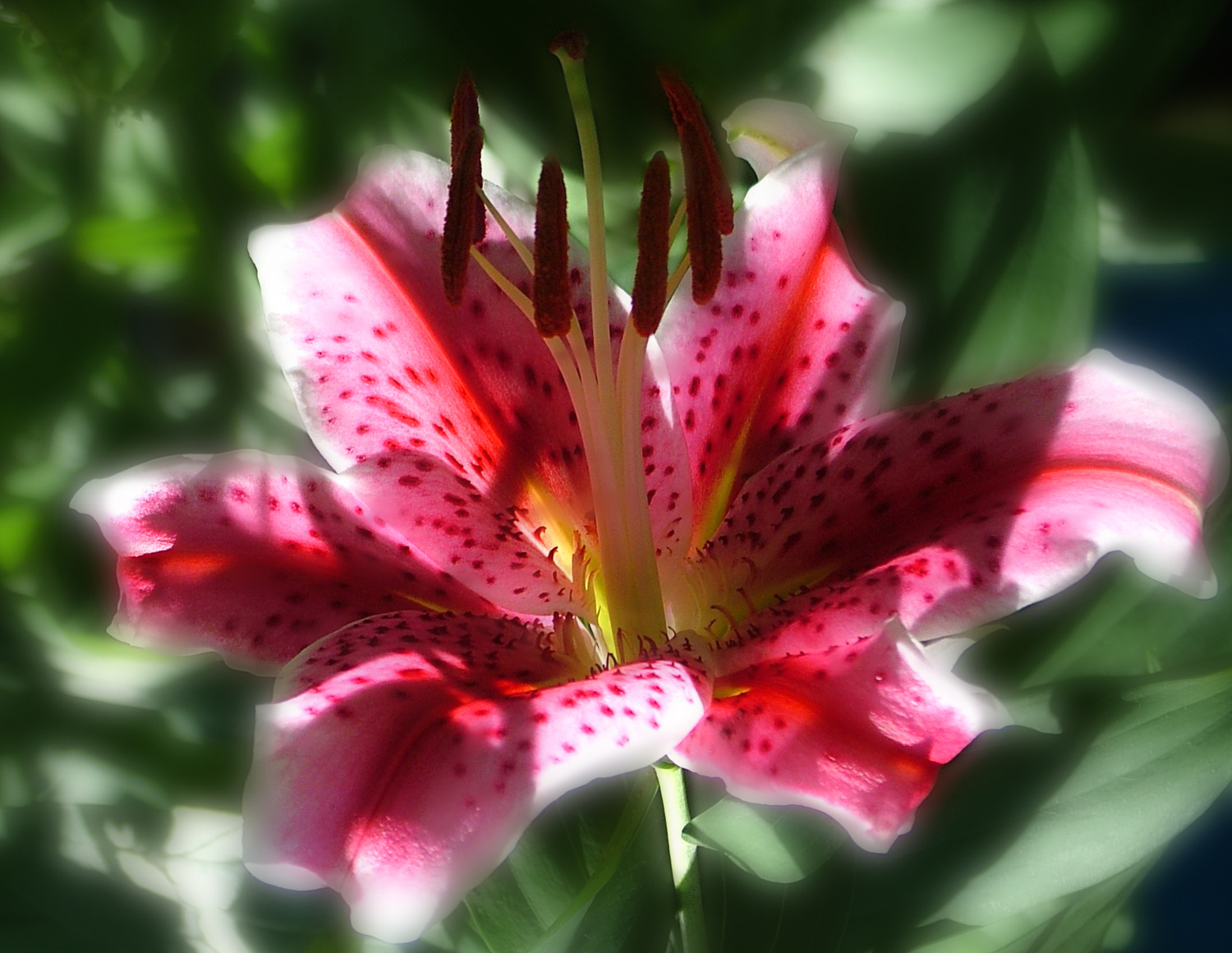 a pink flower with a green center and a blurry background