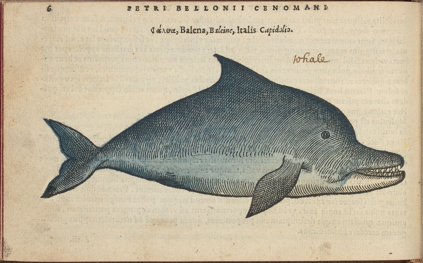the page from an old book showing a fish
