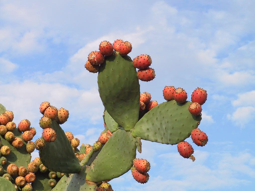 a large green cactus with bright pink fruits