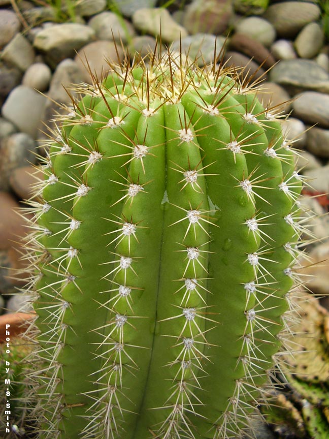 a cactus plant growing in a rocky garden bed