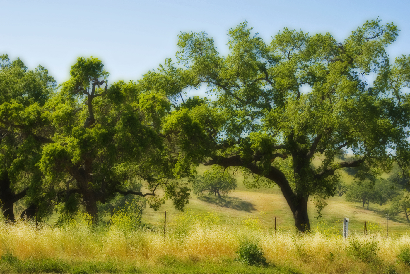 an image of a rural area with many trees