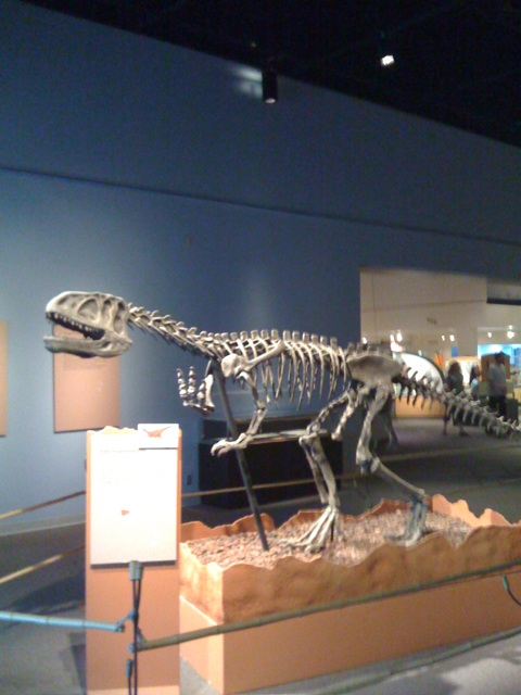 this dinosaur skeleton is very big and has no mouth
