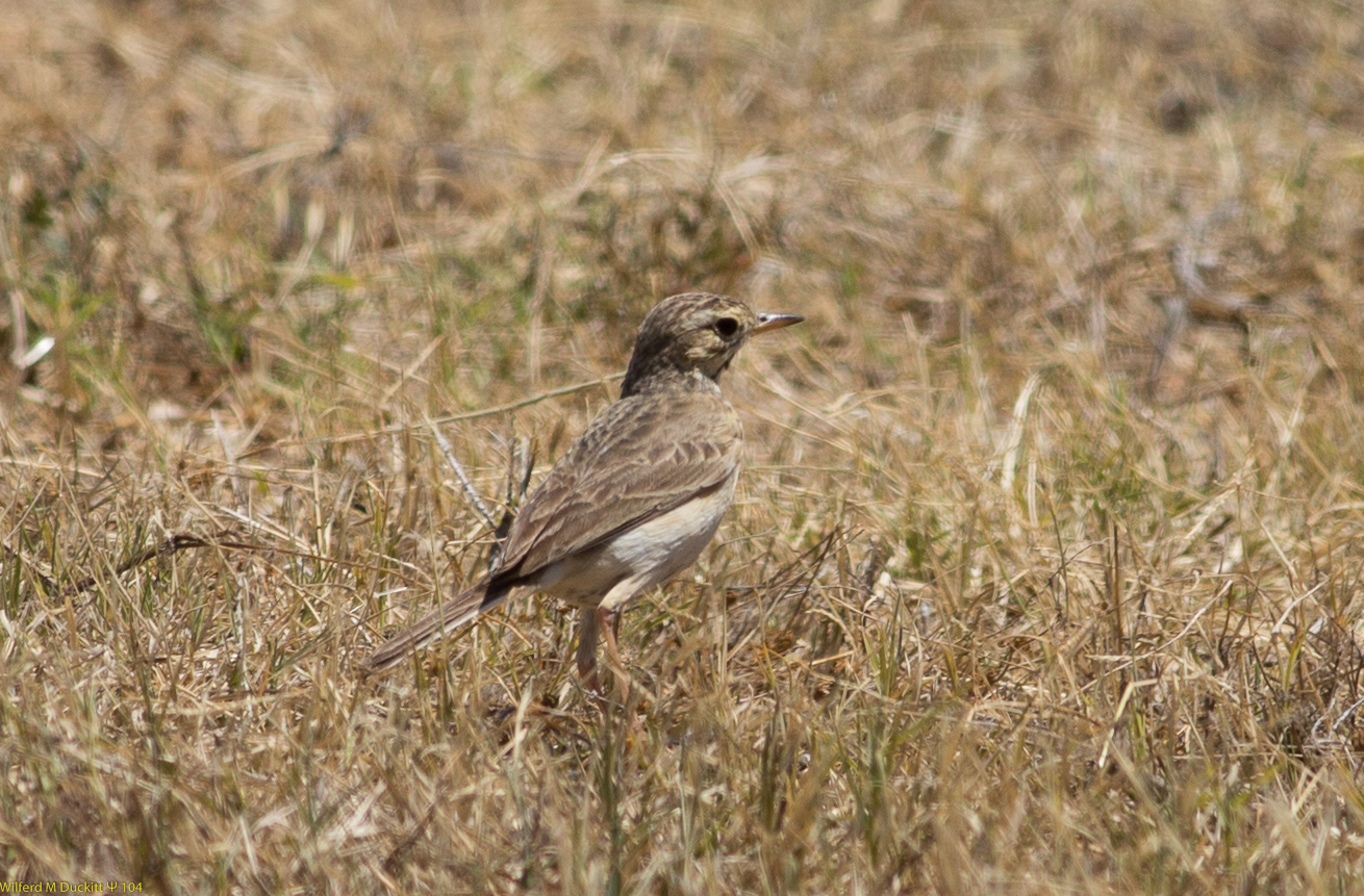 a bird stands in a brown grass field