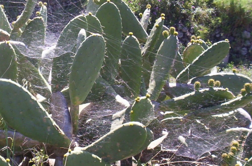 a cactus with green prick flowers sitting on top of it