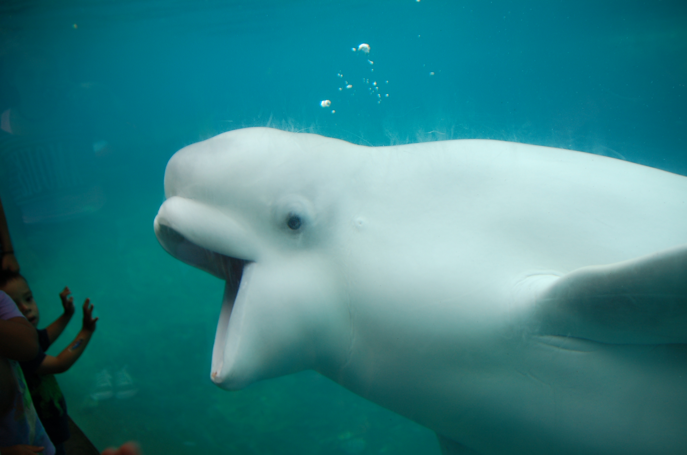 an image of a large fish in the water