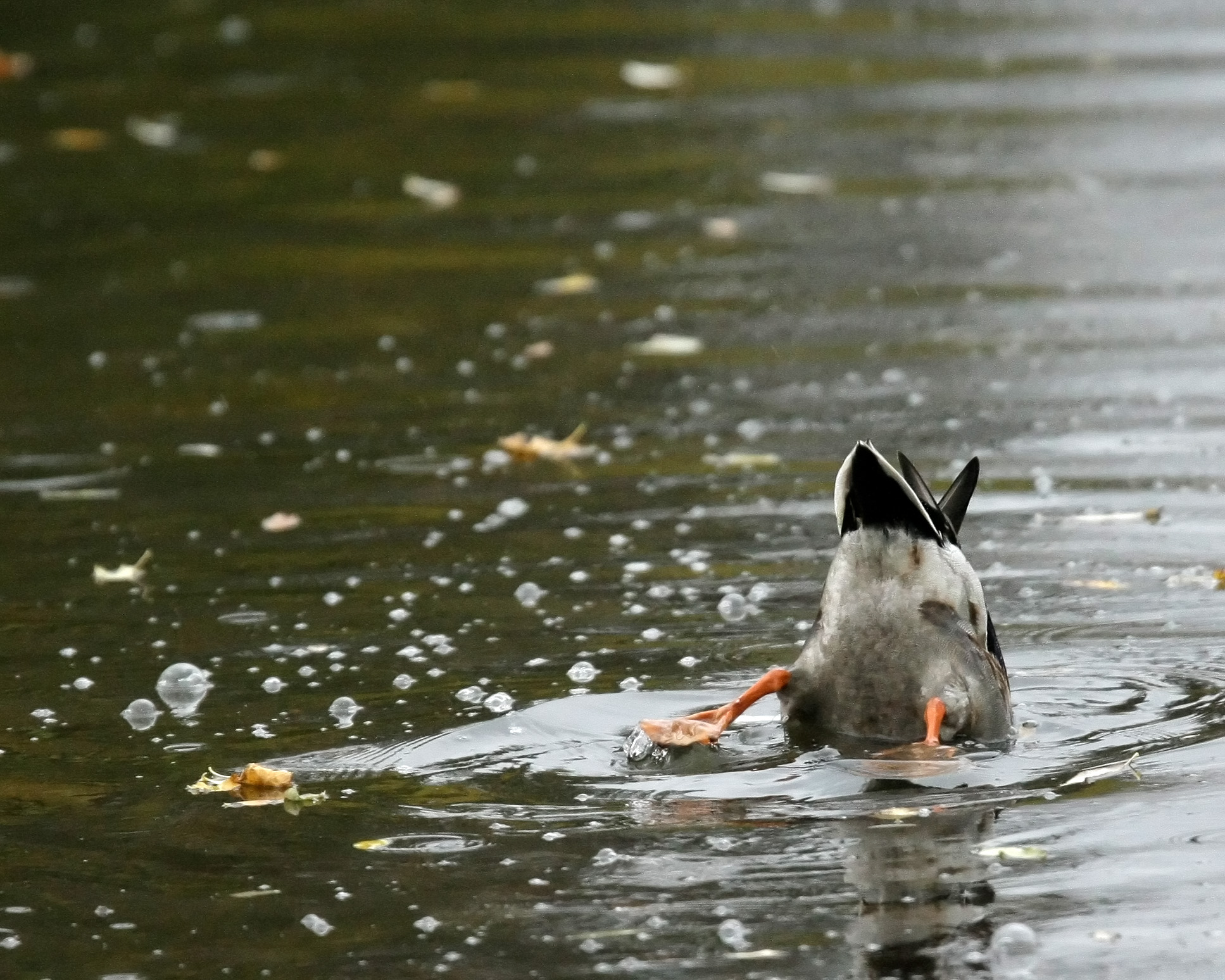 a duck with its head in the water