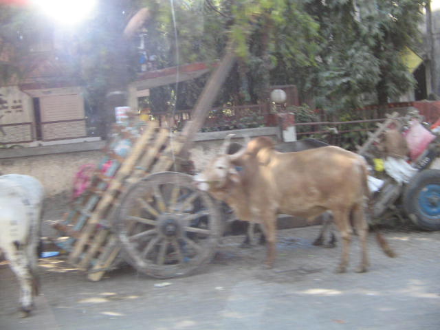 an animal and a man stand beside carts