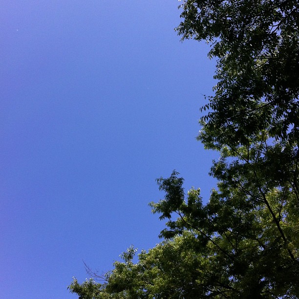 the plane is flying near many trees, and blue sky
