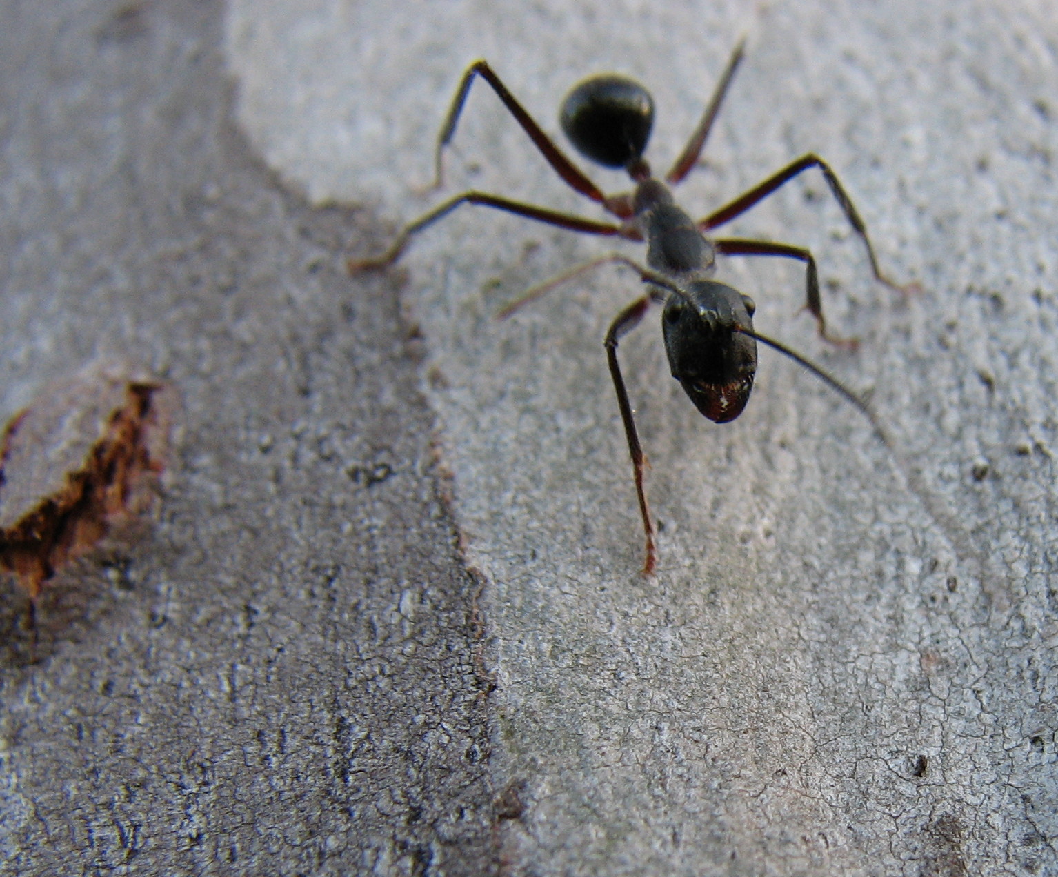 a black bug with a long nose standing on cement