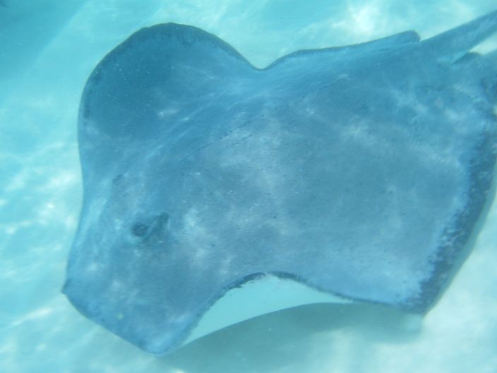 a blue fish floating in the water near a body of water