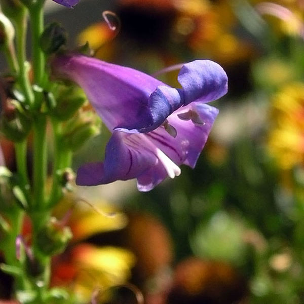 there is an image of a purple flower in the garden