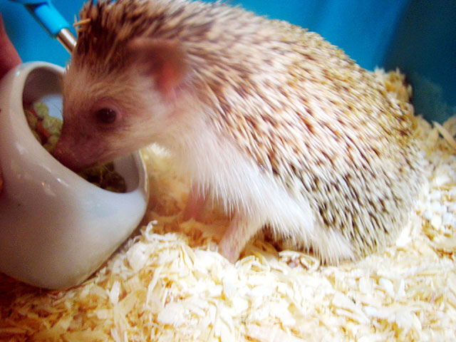 a hedgehog eating out of a cup