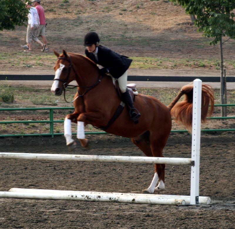 an equestrian on her horse jumping over a hurdle