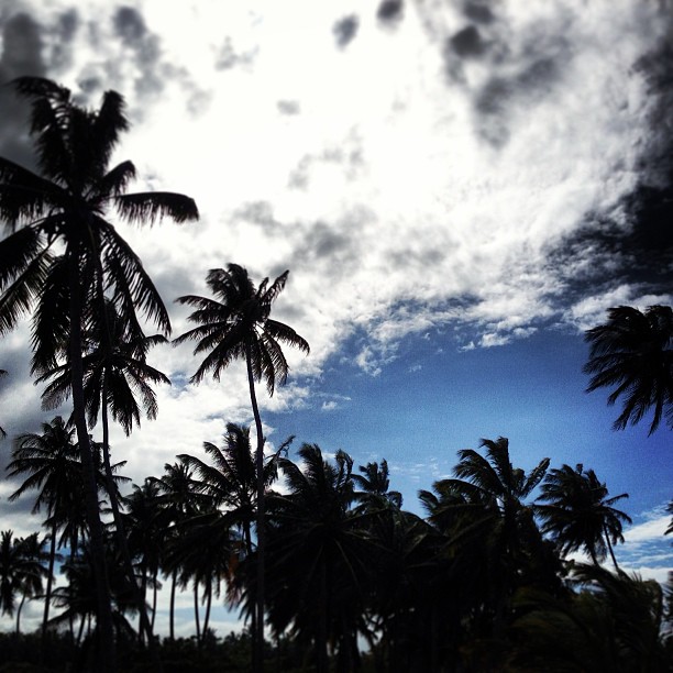 a dark tropical sky with white clouds and tall palm trees