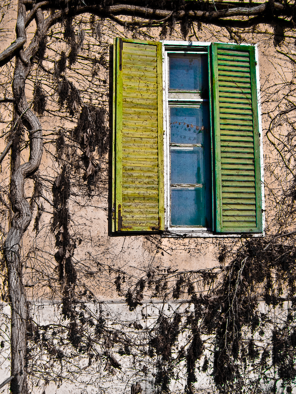 a window with open green shutters and vines growing against the wall