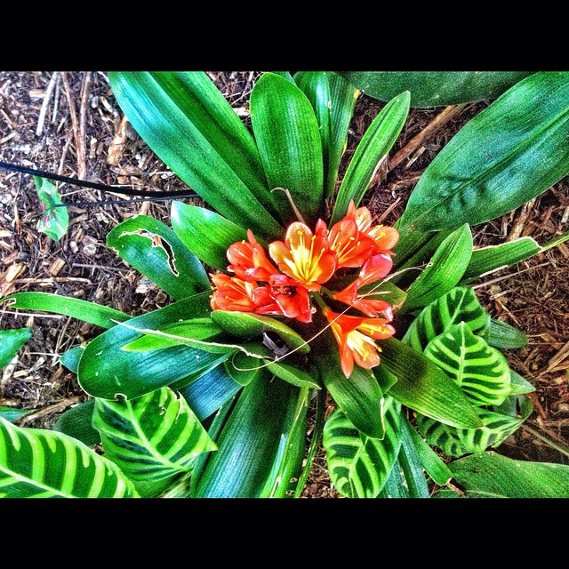 orange flowers that are blooming on top of green leaves