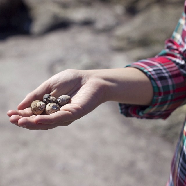a person holding small shells in their hand