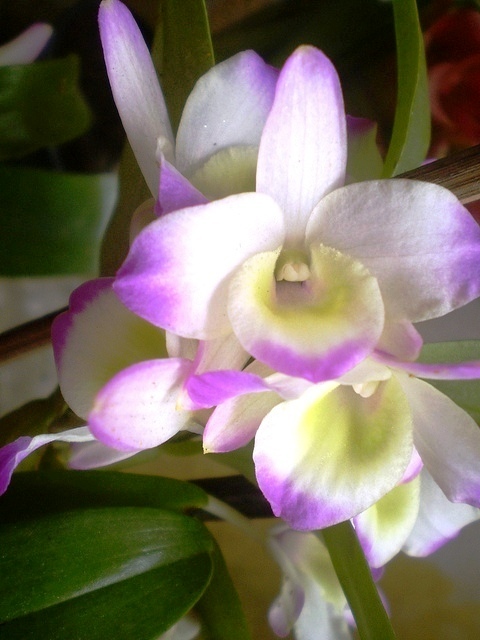 beautiful orchids blooming near one another in this image