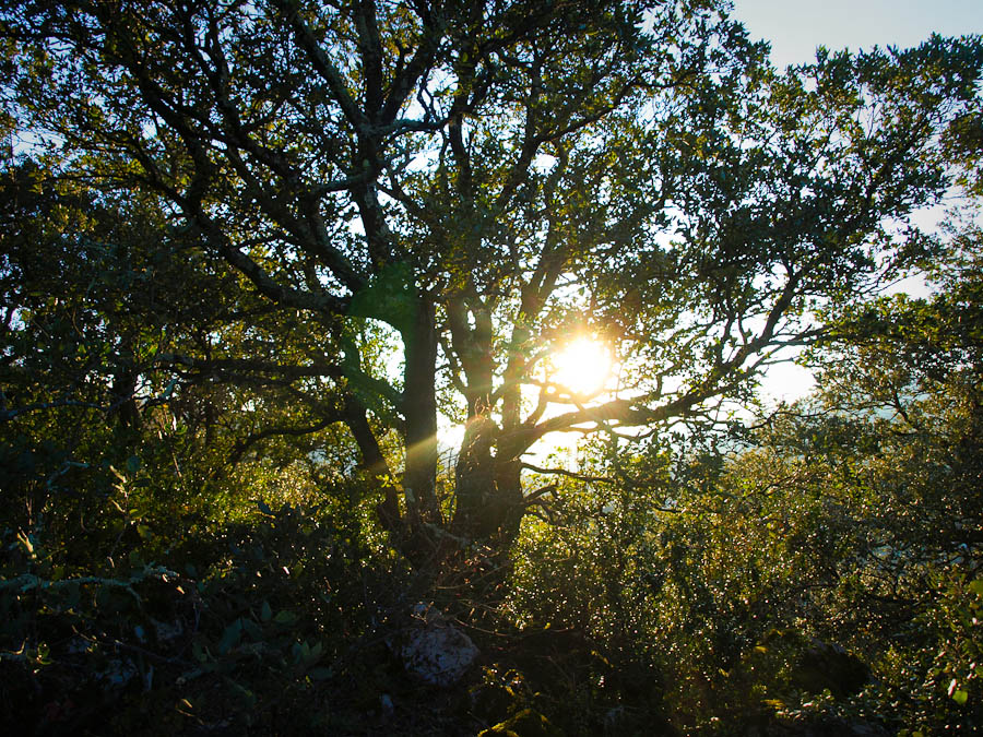 a lone tree with the sun coming out behind it