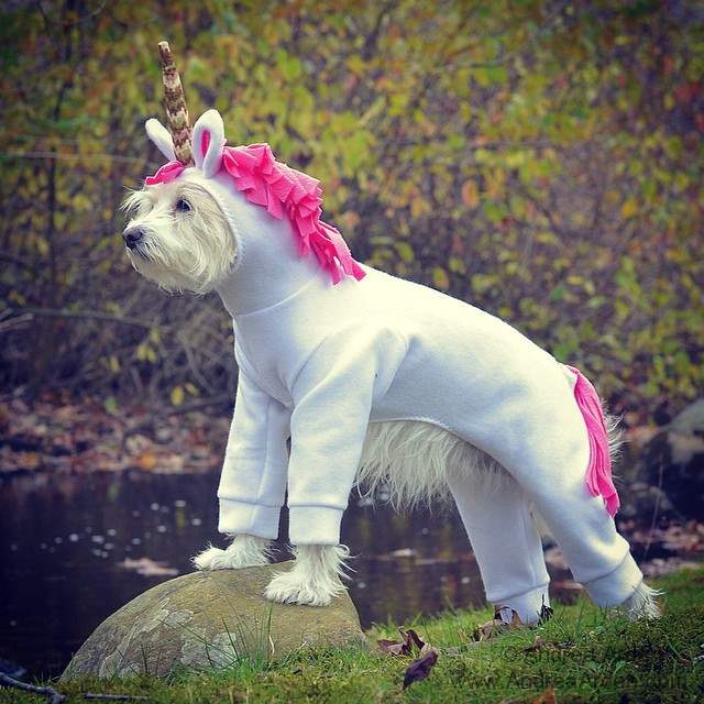 a white dog wearing a unicorn outfit standing on top of a rock