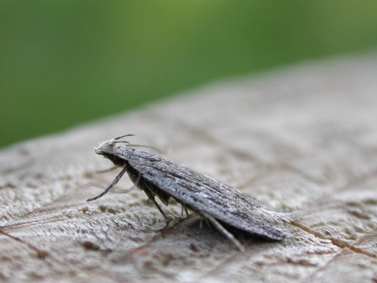 small gray bug sitting on wood looking at the camera