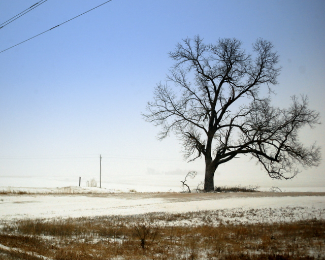 an old tree near an electric pole on a snow covered landscape
